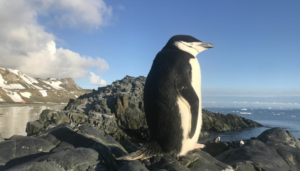 Denne ringpingvinen på King George-øya i Antarktisk får seg en ørliten blund.