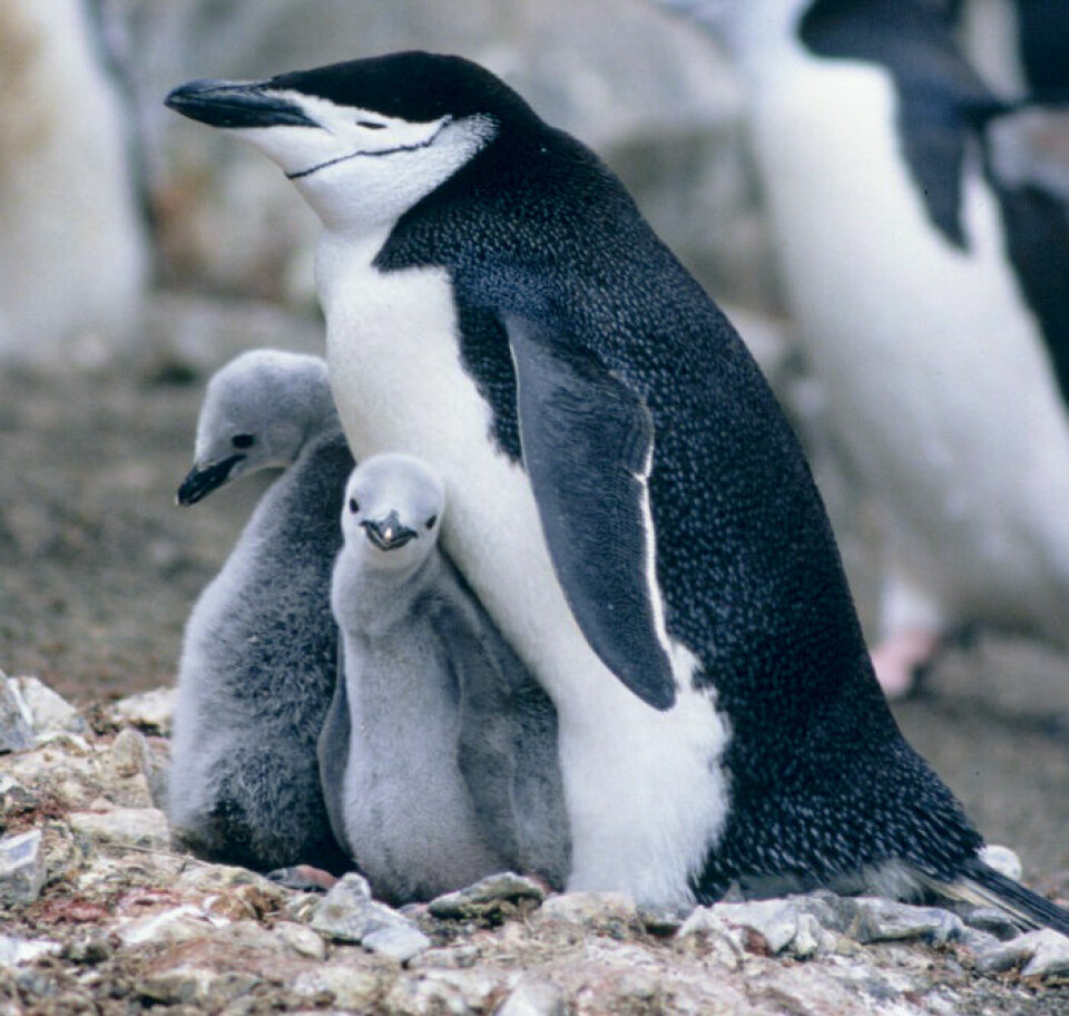 En sovende pingvin med to unger.