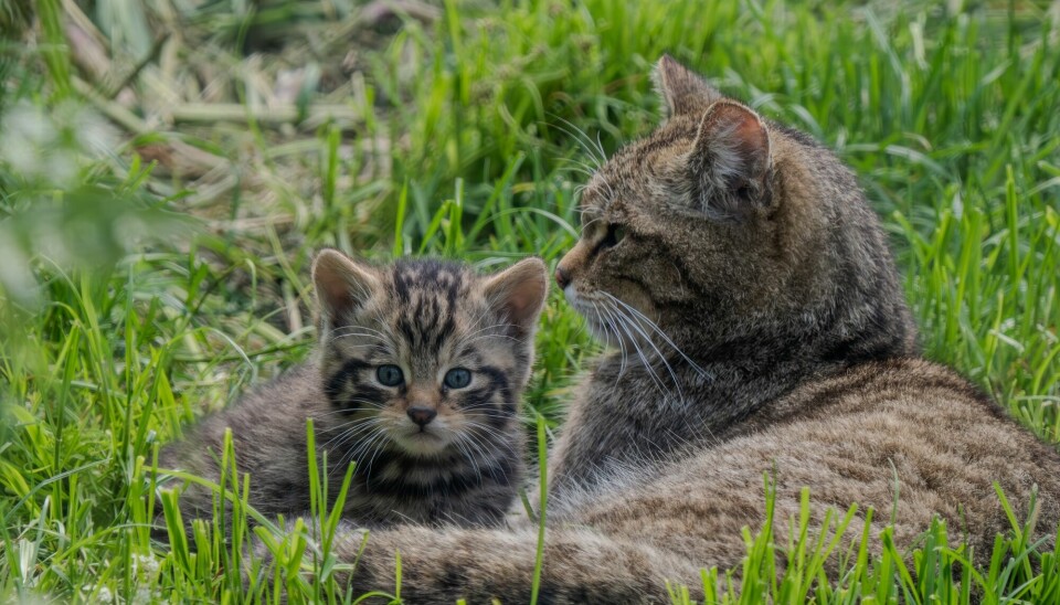 Forskerne håper at kattungene blir villere enn foreldrene.