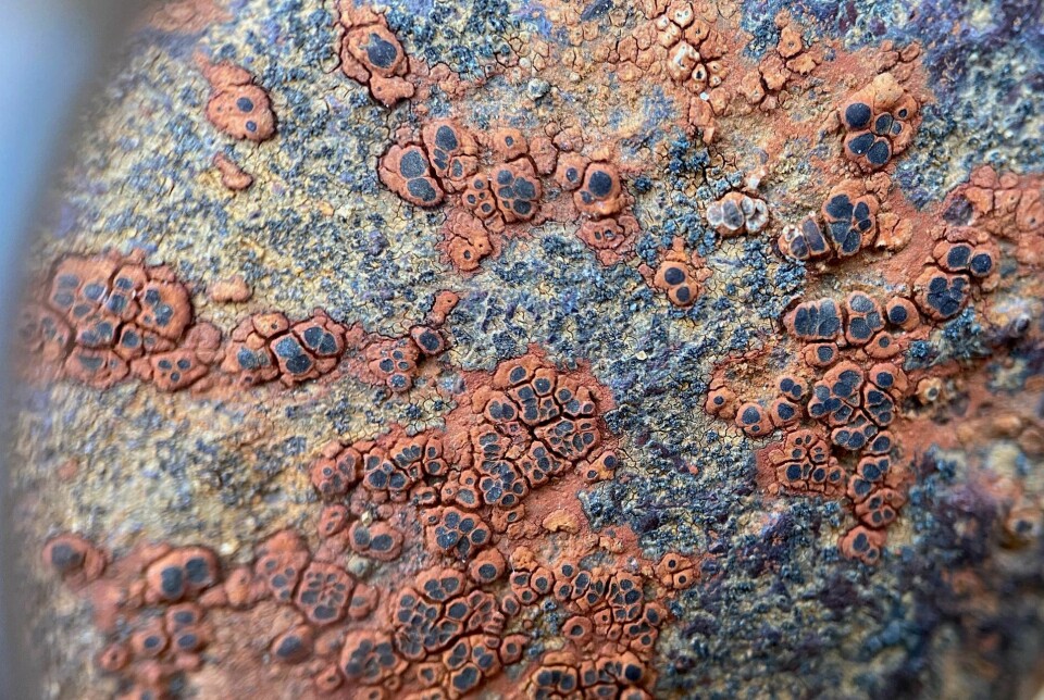 Slik ser den ut gjennom en lupe, laven Nicolas Charalambous fant på en jernstang ved Pålsgruva. Dette er den som tradisjonelt kalles Bellemerea diamarta, men som nå går en uviss fremtid i møte.