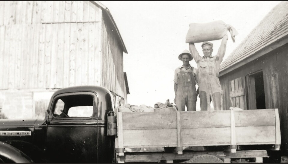 Hardt arbeid møtte norsk-amerikanerne. Lloyd Bjorgo løfter en kornsekk i 1940 i Iowa.