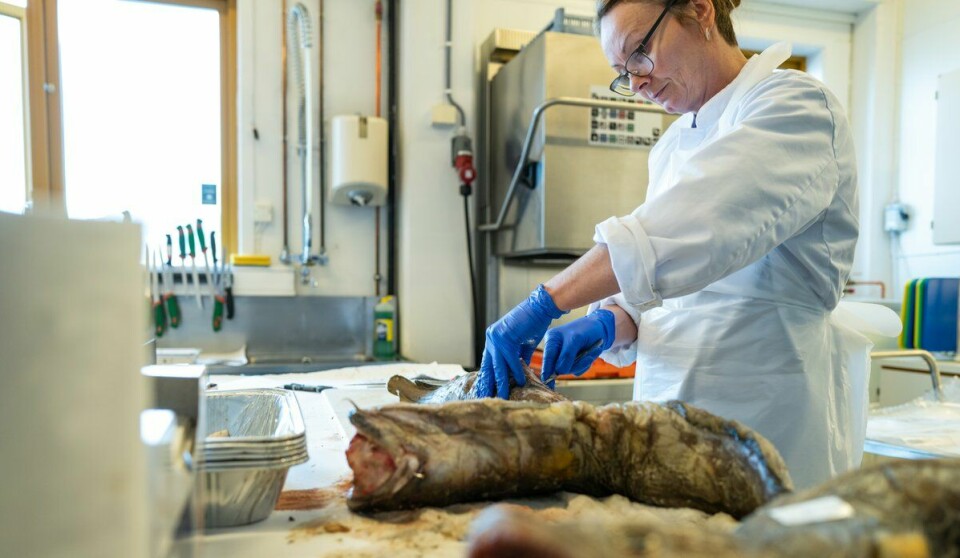 A lot of things pass through the sample reception at the Institute of Marine Research. Here, research technician Aina Bruvik is busy sampling the tusks.