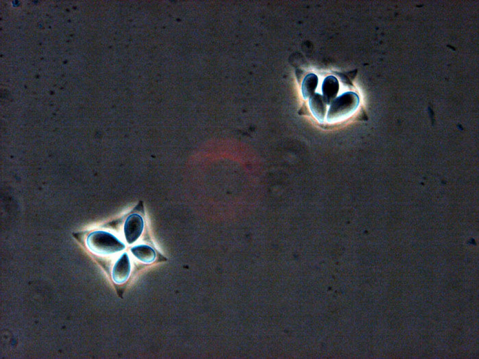 Two Kudoa spores seen in phase contrast microscope, 1,000 times magnified. The four droplet-like ‘polar capsules’ correspond to the nematocysts in jellyfish.