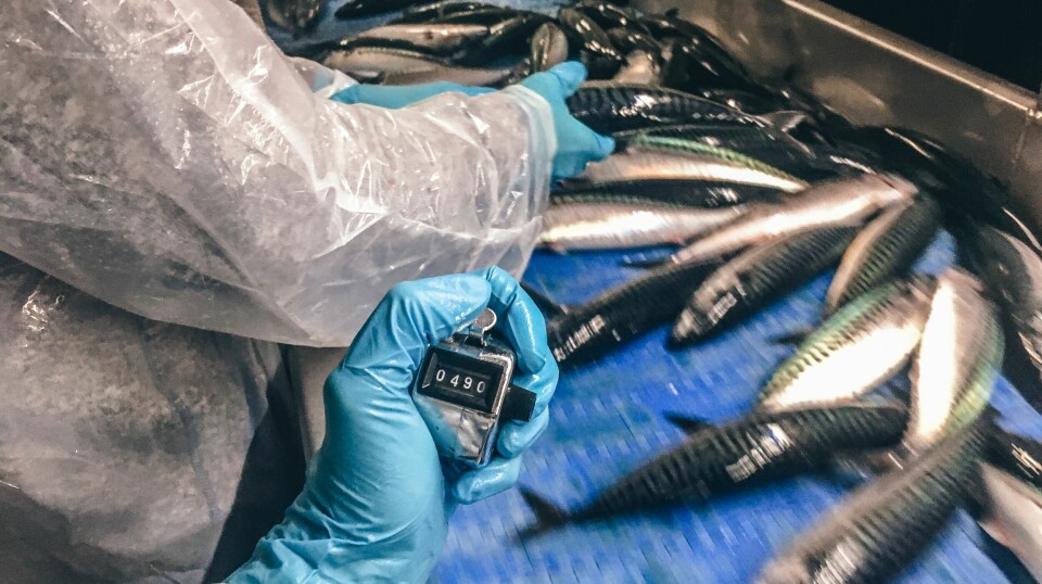 Researchers physically squeeze mackerel at fish reception facilities and on commercial fishing boats to get an idea of how widespread Kudoa is in the fish.