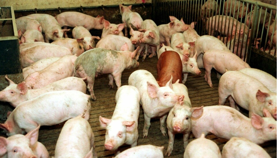 Forbruket av svineprodukter falt etter en Brennpunkt-dokumentar som avdekket dårlig dyrevelferd i 2019, men fallet ble kortvarig.