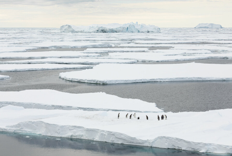 Havisen beskytter havet mot å bli påvirket av vind og solvarme, og den er viktig for dyrelivet i området. Pingviner og sel bruker havisen til å hvile på. Isalger, som er en avgjørende brikke i næringskjeden, lever i isen.