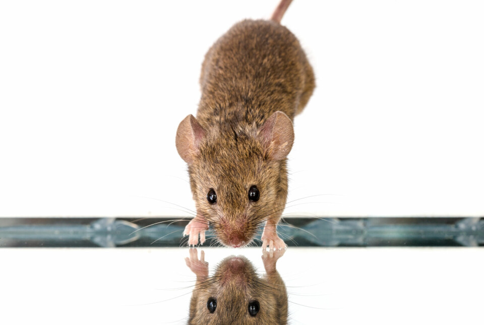 Ikke alle dyr forstår at de ser seg selv i speilet. Under ti dyrearter har klart speiltesten så langt. Nå er musene blant dem.