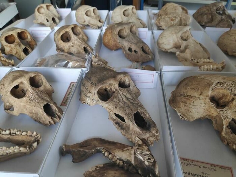 Forskere har tatt en nærmere kikk på beinrestene fra 36 bavianer.