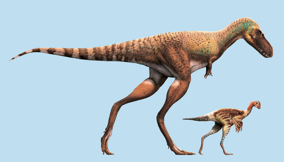 Gorgosaurus og dinosauren den hadde spist: Citipes elegans