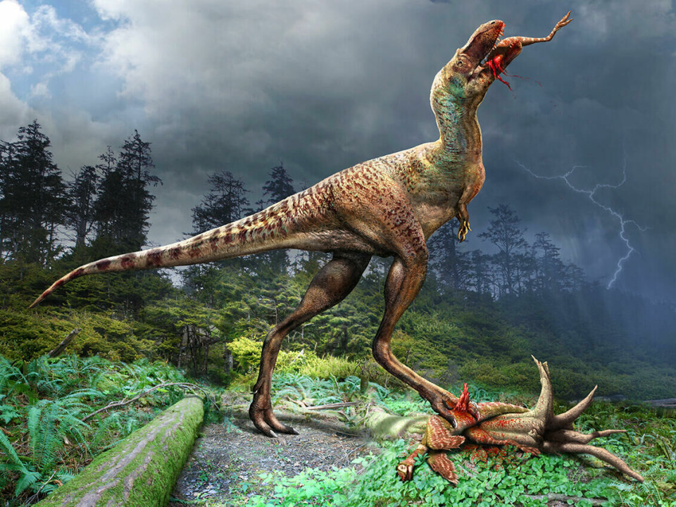 Illustrasjon av den unge Gorgosaurusen og byttet dens.