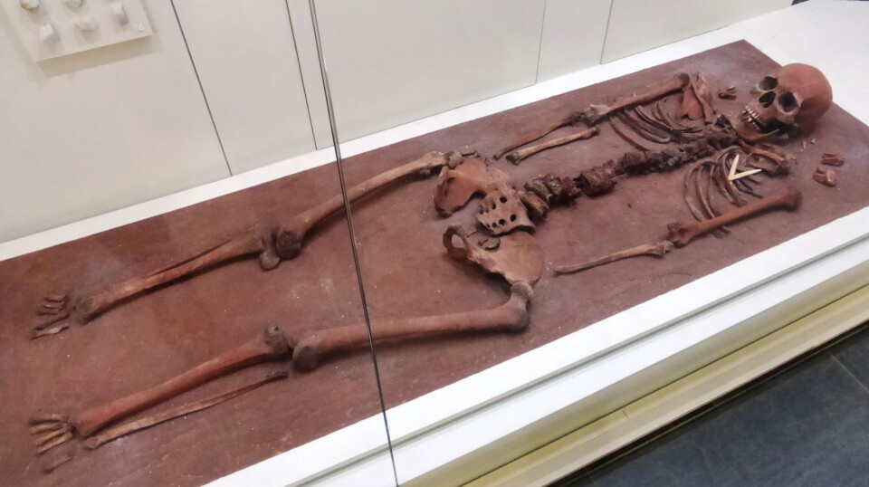Levningene fra en av svært mange graver fra utgravningen i Karelen. Dette er utstilt ved Nasjonalmuseet i Karelen