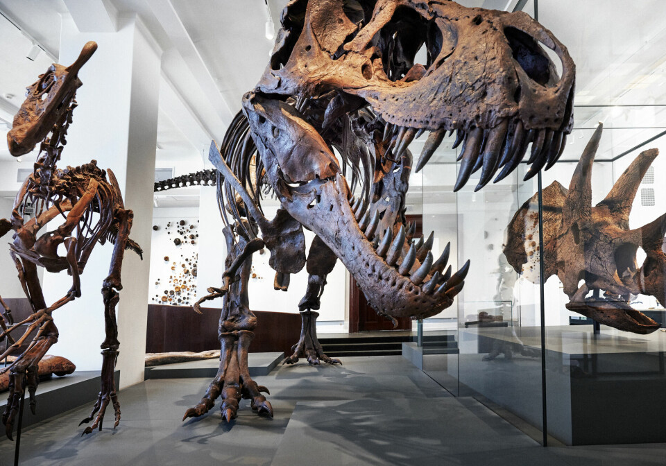 Naturhistorisk museum har fra før avstøpninger i plast av blant annet det verdenskjente T-rex-skjelettet Stan. Orginal-skjelettet ble nylig solgt til Abu Dhabi, som i 2025 skal åpne et stort naturhistorisk museum.