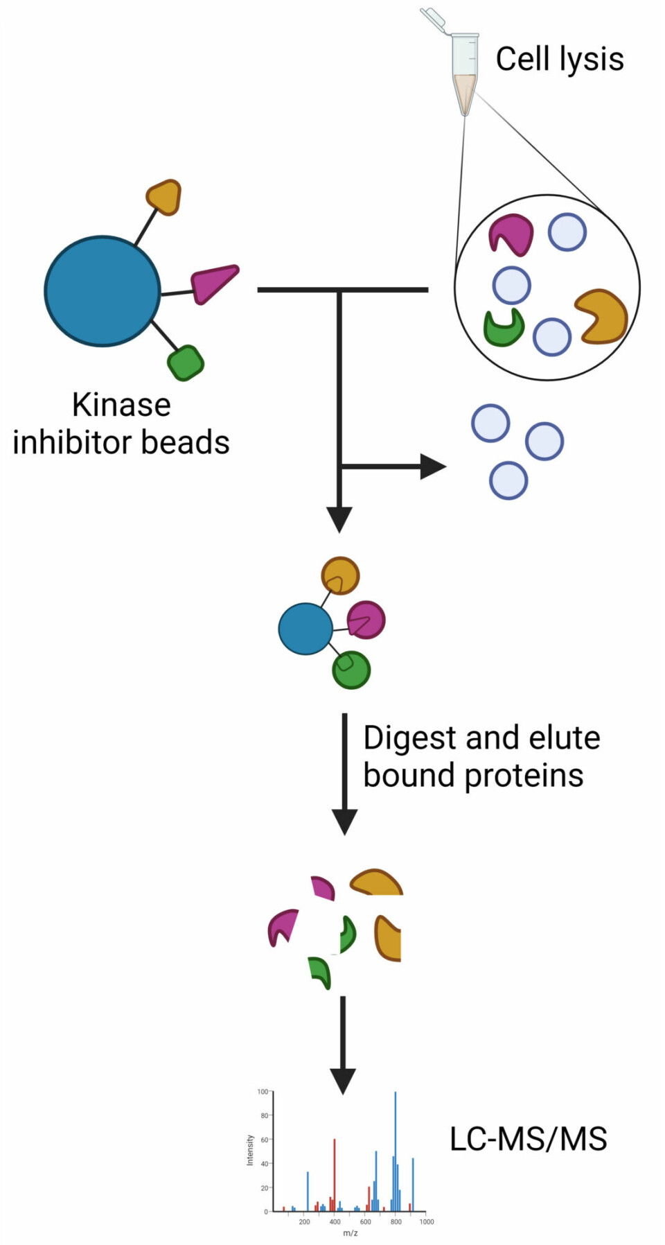 By comparing cell lysis from untreated and treated bacteria, it is possible to see which proteins have changed. The cell lysis contains ‘traffic light proteins’, i.e. proteins involved in various bacterial signalling pathways. By using beads coupled to kinase inhibitors, activated proteins can be selected for via an available ATP-binding site (green traffic light). This provides insight into which cellular processes are active or deactivated, and thus provides valuable information about a cell’s response to antibiotics.