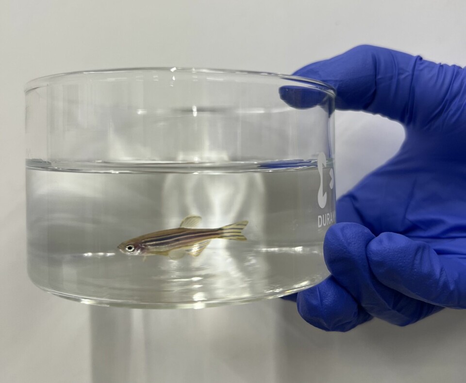 Zebrafish is proving to be a good model organism for studying mechanisms in cardiovascular diseases.
