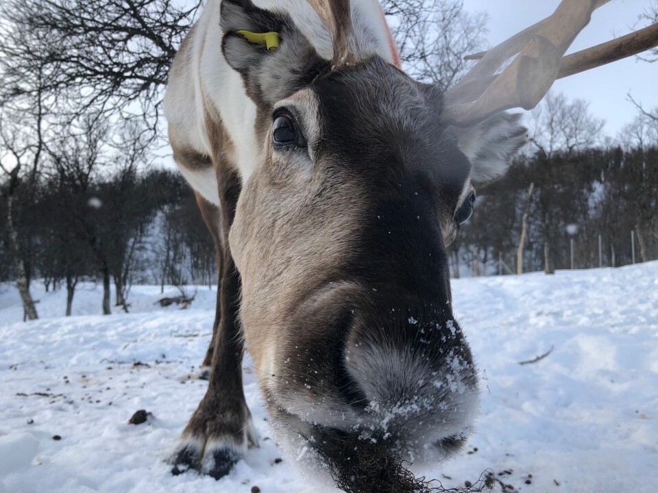 “The more reindeer ruminate, the less additional non-REM sleep they need,” Melanie Furrer says.