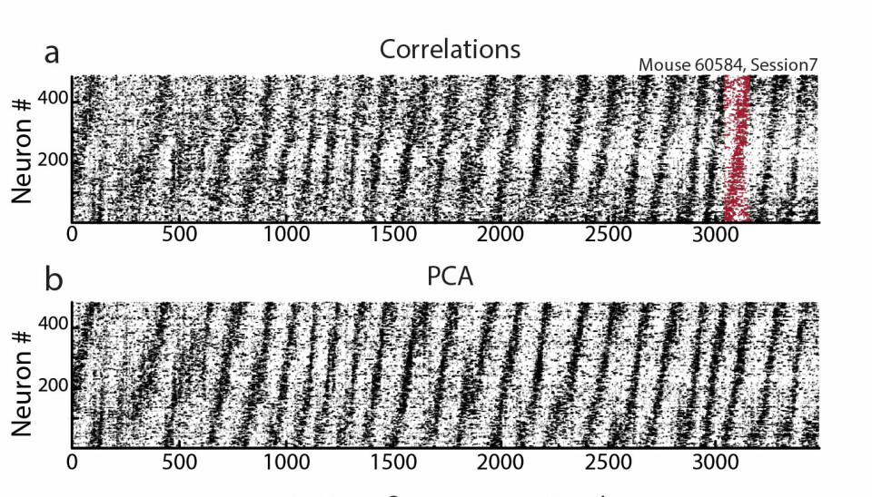 The raster plot shows several hundred mouse entorhinal cortex neurons oscillating at ultra-slow frequencies, spanning time windows ranging from tens of seconds to several minutes. As each cell oscillates, they also organise themselves into sequences in which cell A fires before cell B, cell B fires before cell C, and so on, until they have completed a full loop and return to cell A, where the cycle repeats