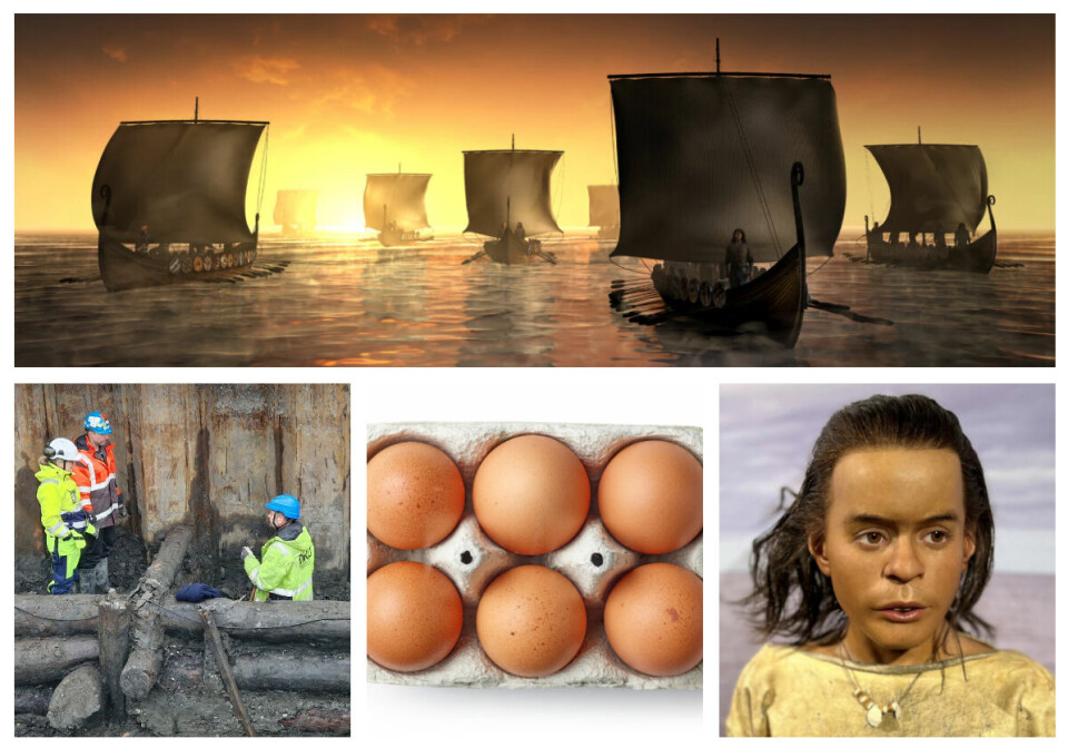 Noen av årets mest leste saker 2023: Vikinggener, kongens brygge, er egg sunt og Vistegutten. Årets mest leste saker 2023: Vikinggener, kongens brygge, er egg sunt og Vistegutten.