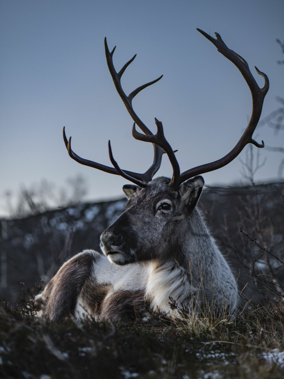 Reindeer can chew their cud whilst awake or sleeping.