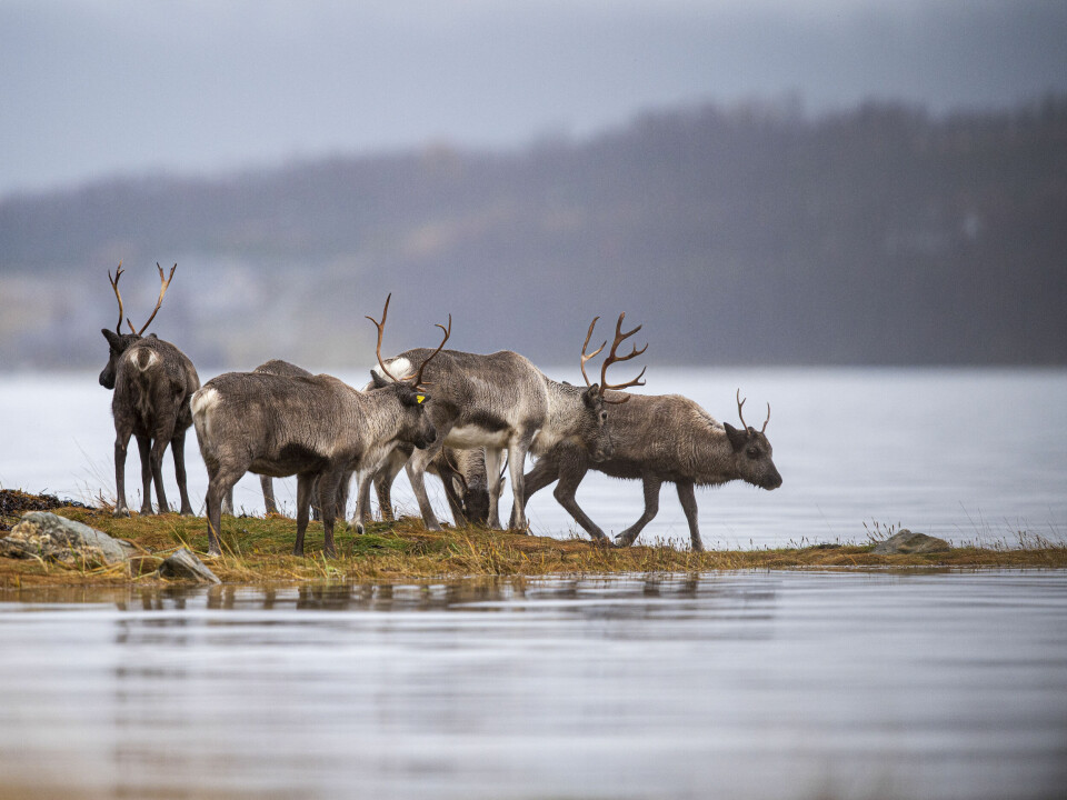 Reindeer herders have repeatedly called for peace and quiet in areas where reindeer graze, especially in areas of substantial human activity.