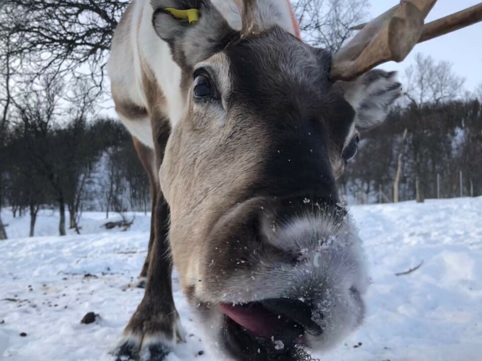 Rein spiser hovedsakelig gress, urter, lyng og lav. Nå vet forskerne at dyrene slapper skikkelig av når de tygger drøv.