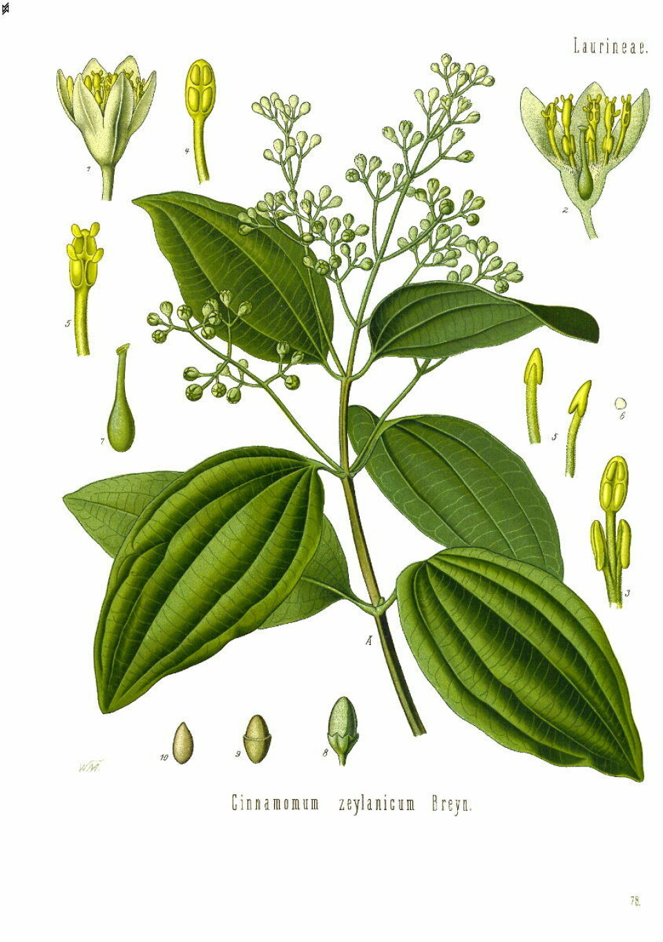 Ceylon-kanel vert hausta frå treet Cinnamomum zeylanicum, eit eviggrønt tre som kan bli 10-15 meter høgt. Det meste av produksjonen føregår framleis på Sri Lanka.