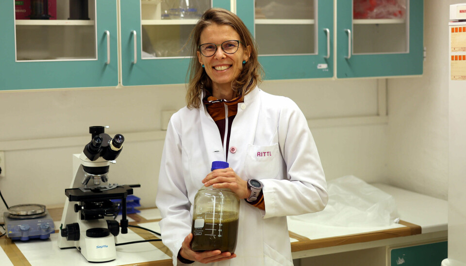 Forsker Tatiana Rittl fra NORSØK har studert hva som skjer med jord og avlinger når kumøkk kjøres gjennom et biogassanlegg før den går tilbake til bondens jorde.