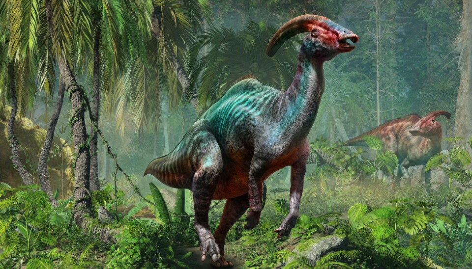 På toppen av hodet hadde Parasaurolophus en lydforsterker.