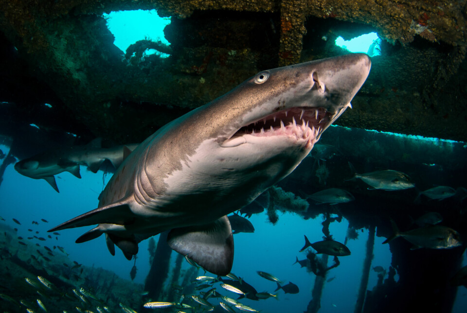 Sandtigerhai er ett av dyrene du kan finne om du dykker ned til et skipsvrak.