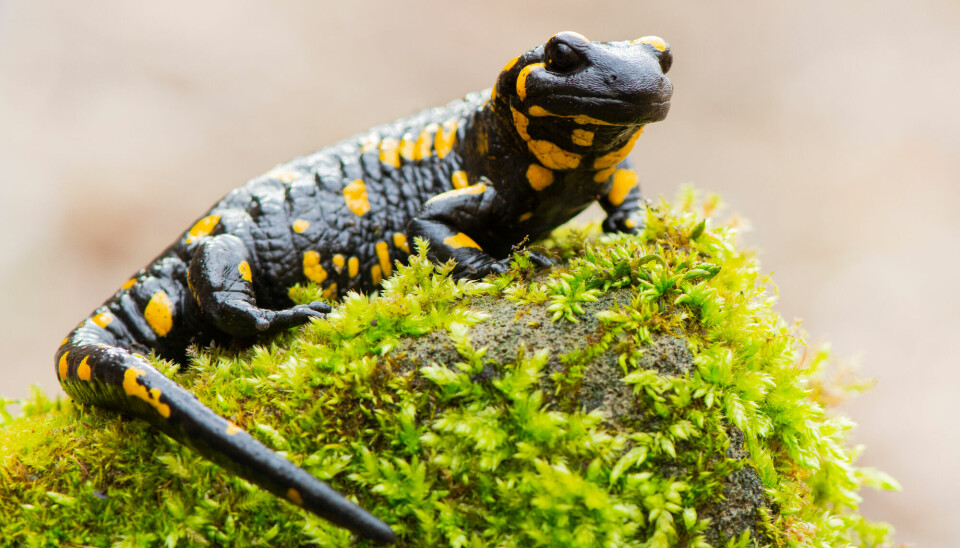 Salamandere kan gro ut igjen både hale og bein.