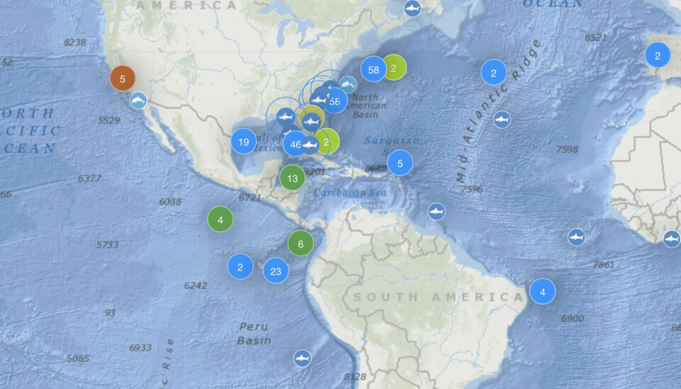 Forskere har satt sendere på haiene. Du kan følge med på hvor de 92 hvithaiene oppholder seg.