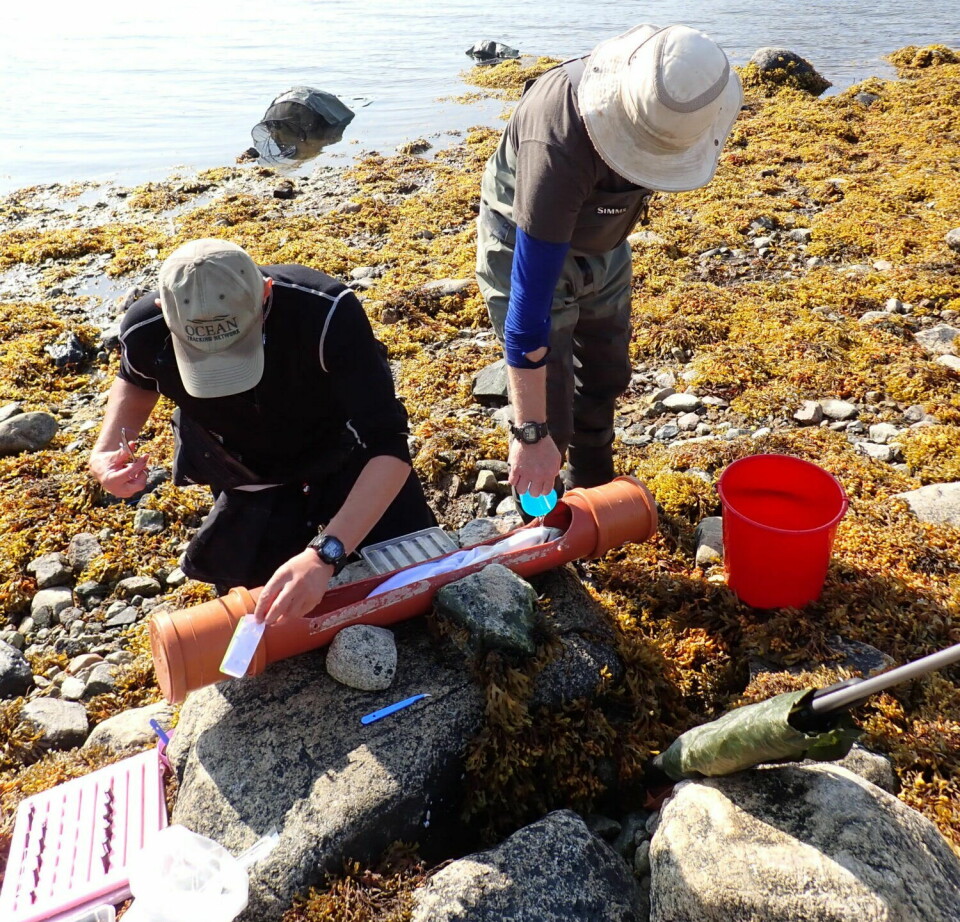 Jan G. Davidsen chips an Arctic char while Adam Piper pours water over its gills to keep it alive.