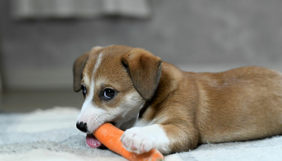 Det er bra for hundetenner å gnage på gulrøtter, men det er ikke alle matrester våre pelsdekte venner tåler å spise.