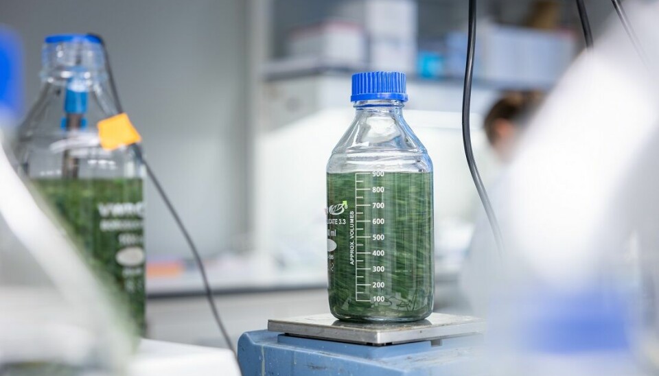 Enzymer kan gjøre alginatene bedre egnet for industrien. En ny metode er mye mer effektiv og billigere.