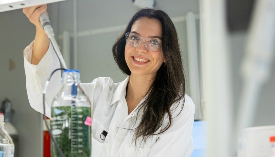 Katharina Nøkling-Eide er blant forskerne fra NTNU og SINTEF som jobber med å gjøre alginat fra dyrket tare like god som den fra vill tare.