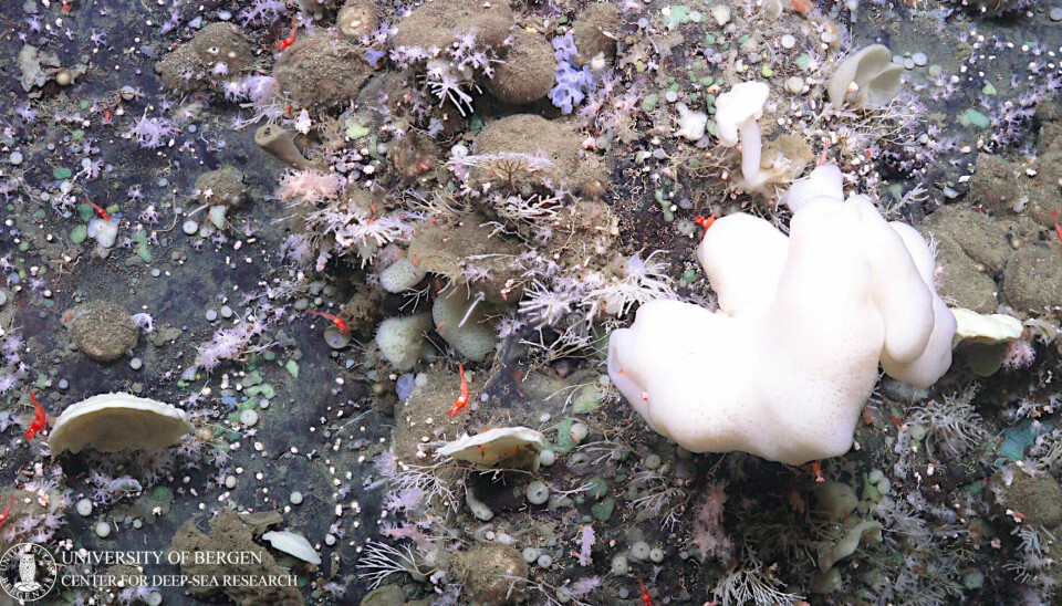 Havbunnen huser svamper, krepsdyr, snegler og fisk. De kan ta skade av gruvedrift.