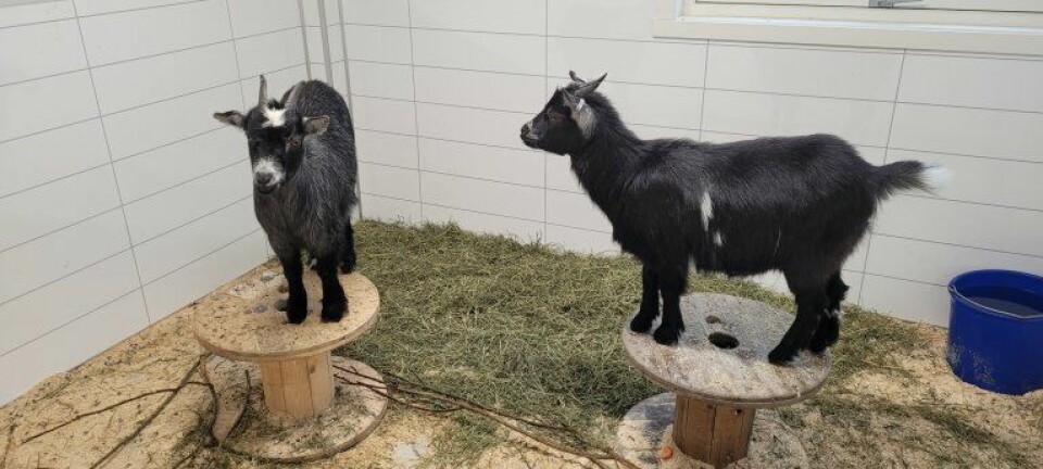 Goats are known to be relatively intelligent and often very creative in their mischief. Have you considered whether they might be understimulated? The same goes for many dogs that become stressed and start chewing on furniture or barking at flies. Have you tried giving them tasks or toys that stimulate problem-solving skills?
