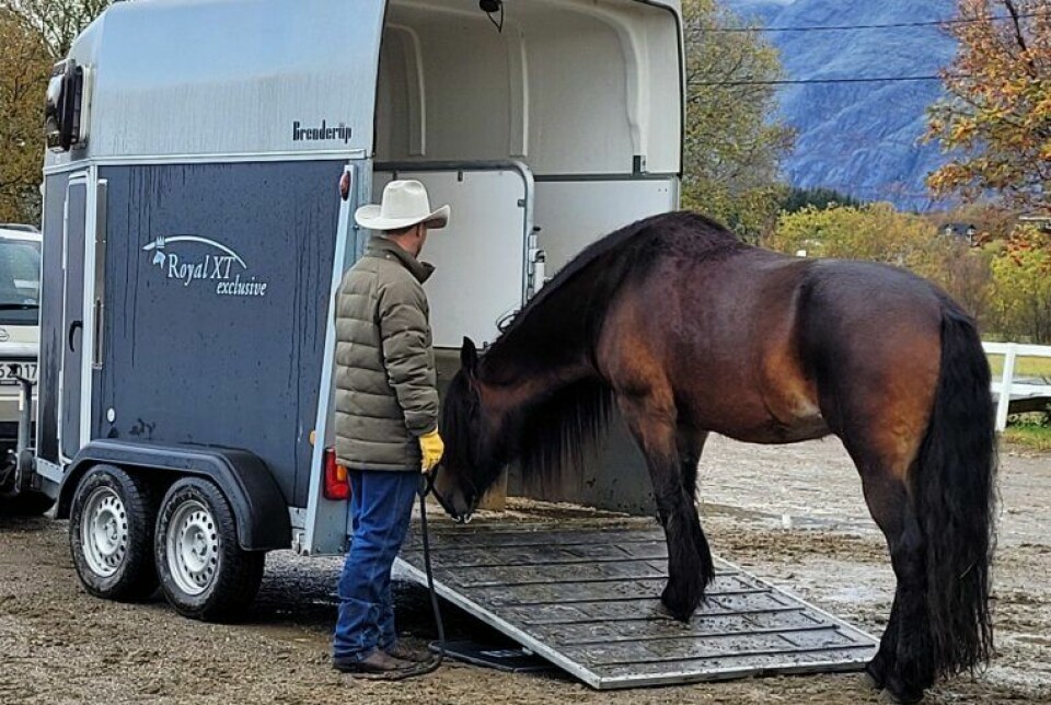 The only thing that helps a stressed or scared horse is taking the time to build trust and security. Using positive reinforcement for every inch of progress onto the horse trailer may take a long time, but the results can be enjoyed the next time you go on a trip with your horse.