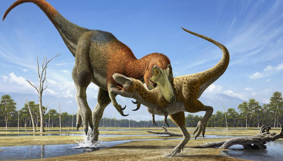 Slik kan det ha sett ut nåe en Nanotyrannus angriper en ung Tyrannosaurus rex, hvis forskerne bak en ny studie har rett.