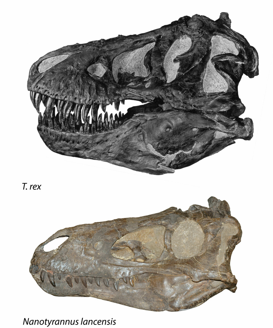 Hodeskaller fra Tyrannosaurus rex og Nanotyrannus.