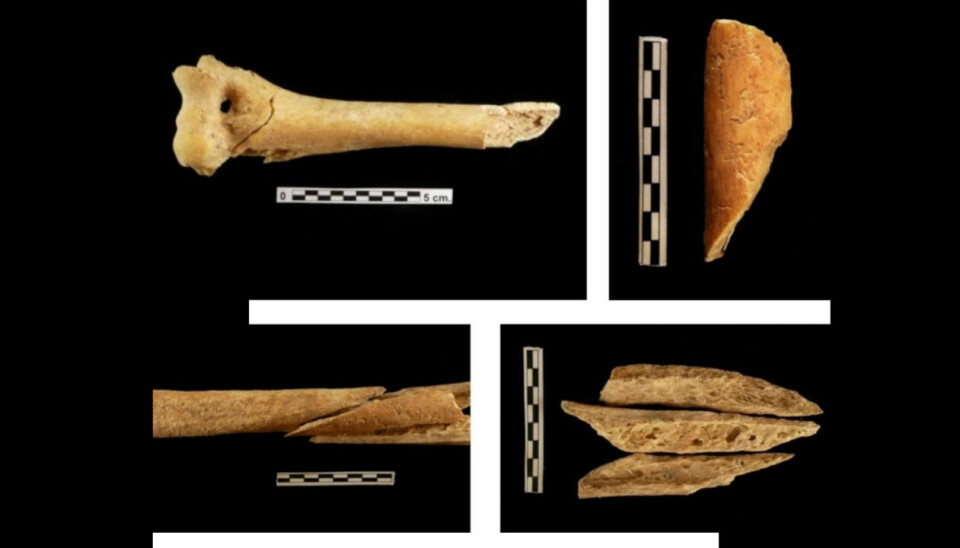 Arkeologene fant bein fra flere mennesker. Knoklene er blitt rensket for kjøtt og knekt.