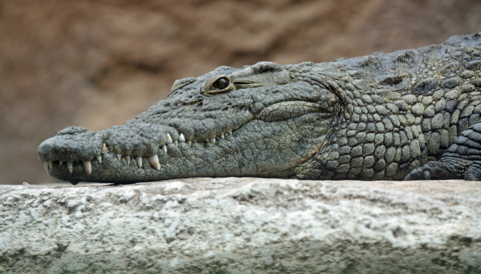En nilkrokodille. Den 288 milllioner år gamle huden har mye til felles med huden hos nålevende krokodiller.