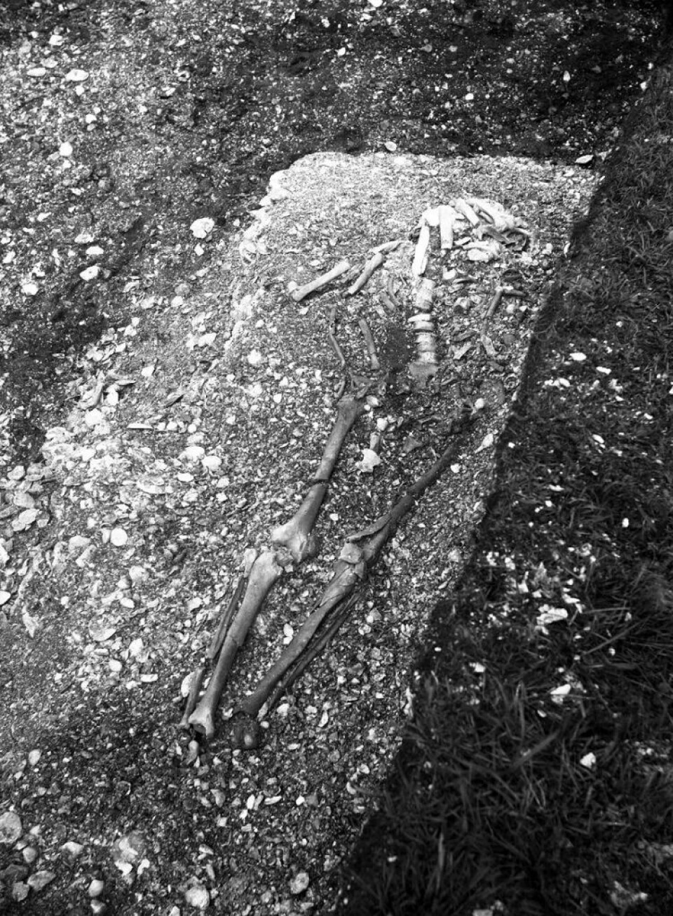 Ertebøllemannen ble funnet under utgravninger i 1890-årene. Omtrent en meter fra ham lå beinene til et barn på rundt to år som nå har vist seg å være sønnen hans. Skjelettene er datert til å være rundt 6.200 år gamle.