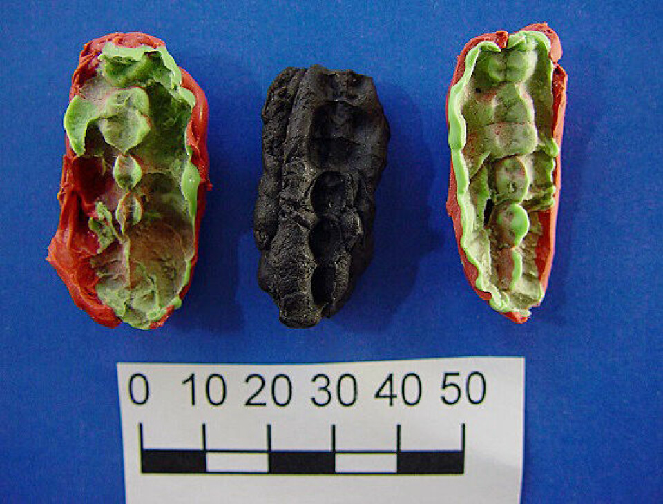Tannmerker i tyggegummi fra steinalderen forteller hva tre ungdommer, to jenter og en gutt, spiste før de tygget dem. Her er tannmerkene i plastelina.