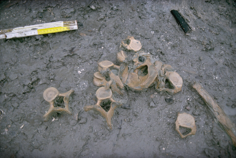 Dette er bilde av andre gjenstander som ble funnet ved utgravningsstedet Huseby Klev på den svenske vestkysten. Stedet ble brukt til å produsere verktøy og redskaper, tror forskerne.