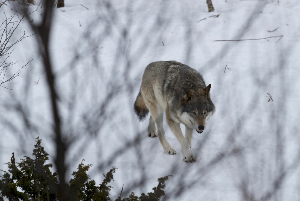 Ulven er et fryktet rovdyr, særlig for sau i Norge.