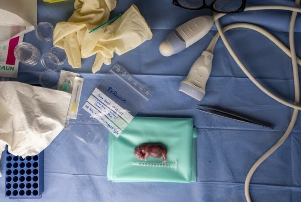 Surrogatmoren Curra ble dissekert. Fosteret hadde da vokst i 70 dager og var 6,4 centimeter langt. Det ble bekreftet at fosteret var et resultat av den assisterte befruktningen.