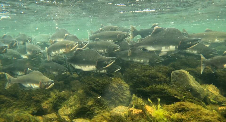 Etter oppgangen i elvene blir den gyteklare fisken gråbrun, og hannene utvikler den karakteristiske pukkelen. På dette stadiet er pukkellaksen uspiselig.