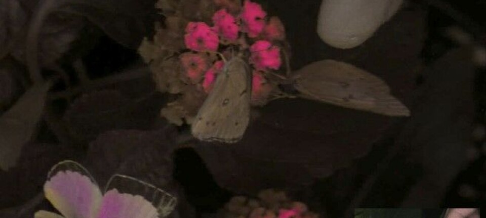 Forskere har laget et kamera som viser hvordan dyr ser verden