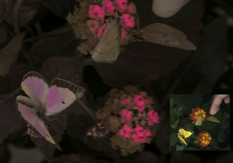 Verden sett gjennom en fugls øyne. Nederst til høyre ser du hvordan sommerfuglene og blomstene ser ut for oss mennesker.