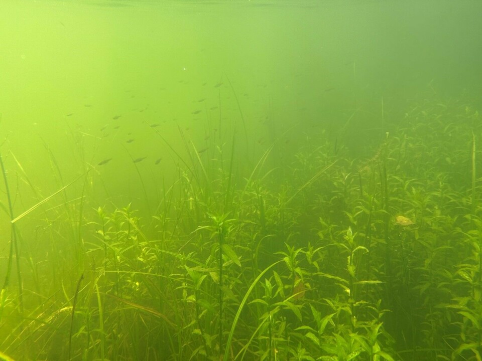 Stim av mort inne på grunt vann med mye vegetasjon. Grunnområdene er et rikt matfat for småfisk. Den grønne fargen i vannet skyldes planteplankton.